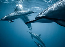 官方入口-尹波：苏宁靠什么成为中超新霸主？有钱，会花钱！